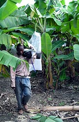 P bananplantagen Rttvis handel fick Santos lov att fotografera, men inte p de andra arbetsplatserna. Foto: SANTOS PARRILLA