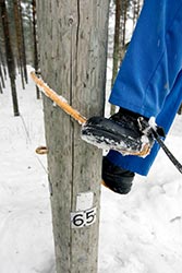 Hller stolpen? Kirsi Halme skakar stolpen kraftigt d hon hunnit en meter upp. Foto: PATRIK LINDSTRM
