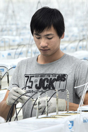 Manh Bui Vanh frn Vietnam r en av de mnga invandrare som jobbar i vxthus i Nrpes. Foto: JOHANNES TERVO
