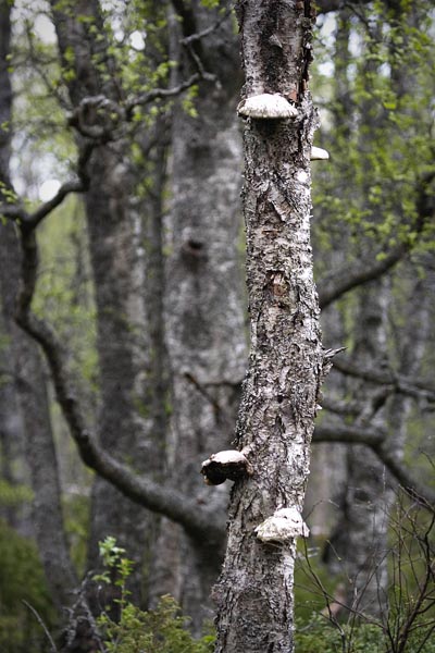 kvarken10