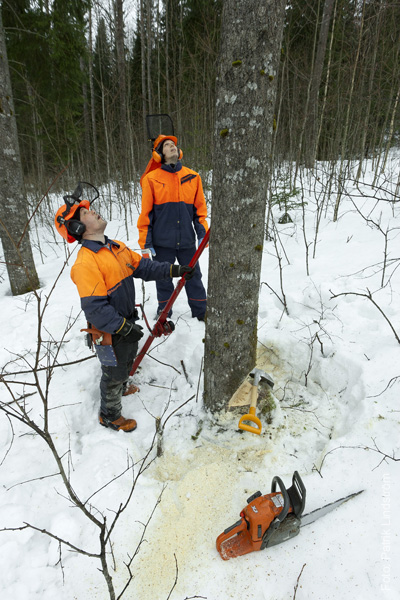 medarbetaren-skogshuggare03