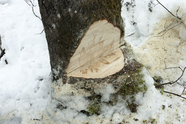 medarbetaren-skogshuggare04