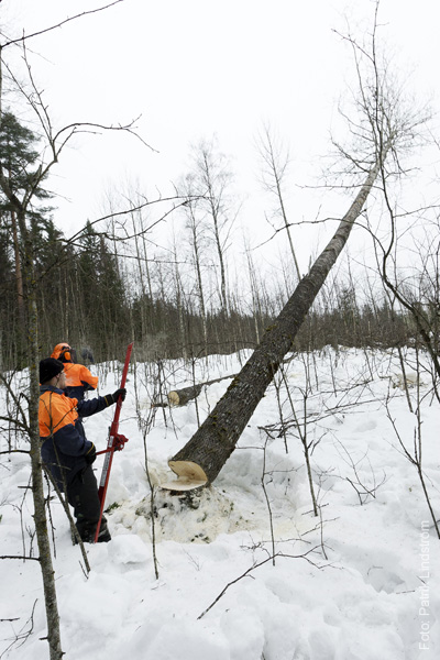 medarbetaren-skogshuggare06