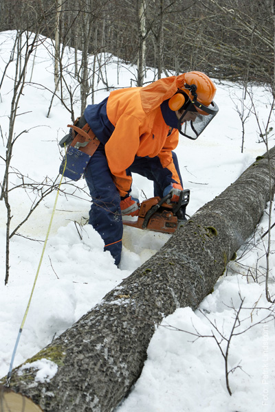 medarbetaren-skogshuggare07