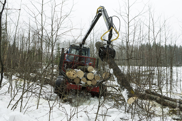 medarbetaren-skogshuggare09