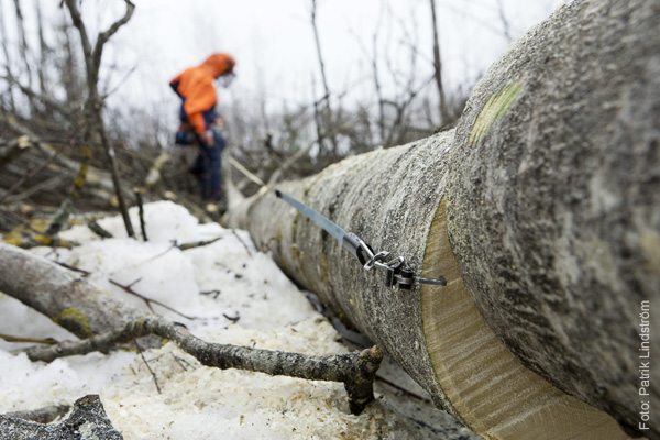 medarbetaren-skogshuggare10