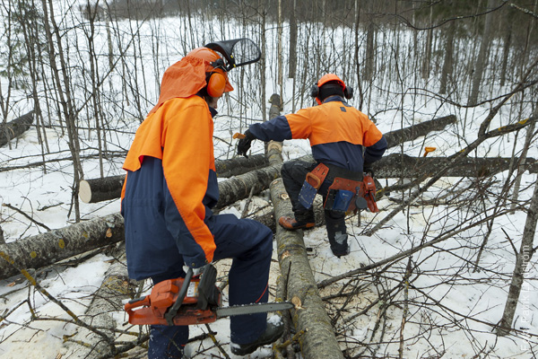 medarbetaren-skogshuggare11
