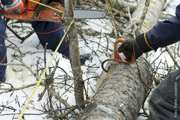medarbetaren-skogshuggare13